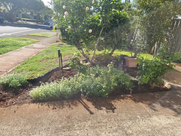 Cleaned up the driveway border.  Alyssum, Angelonia, gladiolus (perennial), and just planted more mixed flower seeds.