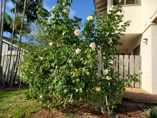 Frances Meliland with many blooms right now