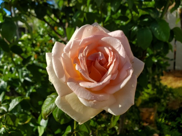 The rose is a hybrid tea  &quot;Francis Meliland&quot;