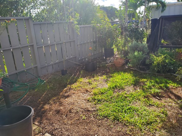 The tall rose got to 9 ft before I cut it.  It is about 7 ft now.   The gardenia is a tree gardenia pruned to 5 ft.