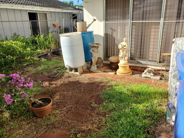 The grass/weeds greened up after the rain.  I did feel sorry for the grass and I did fertilize it.  I still don't water it.