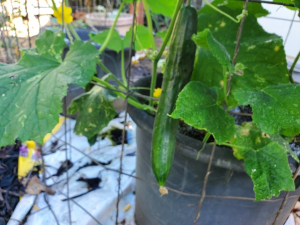 I actually have 7 cukes on 4 plants right now.