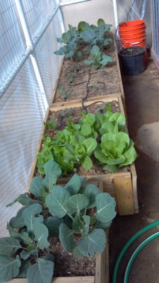 more lettuce (I like lettuce), chard, brussels sprouts, broccoli, cauliflower.  I shouldn't have put 3 brussels in that box.  they didn't do as well as the 2 in the back that had more room.  see the last pic for what became of the bucket and nursery container in the back right.