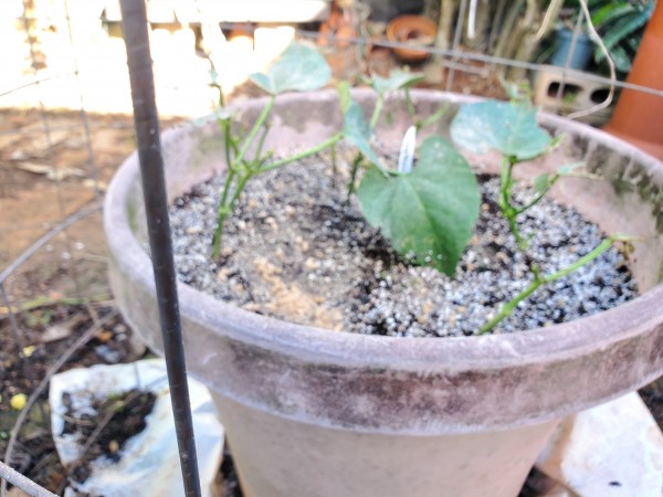 sweet pea currant tomato. It grows wild in the yard, Tiny but very sweet and disease resistant