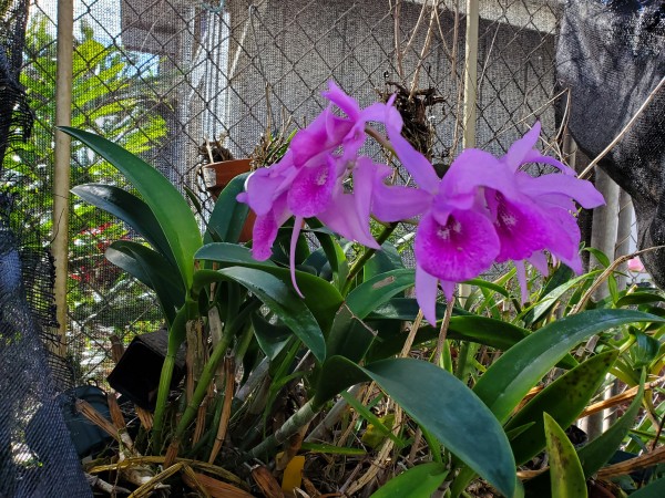 the sun was to bright to see the blue ice calathea in bloom