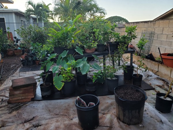 cleaned up the jungle of parrot beak heliconia.  Potted plants.  Many citrus, peppers, araimo,
