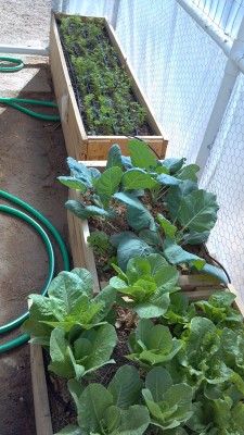 a view from the other direction showing the carrot box.  took tiny baby carrots to keep it thinned, then the bigger ones were gone by the end of January.