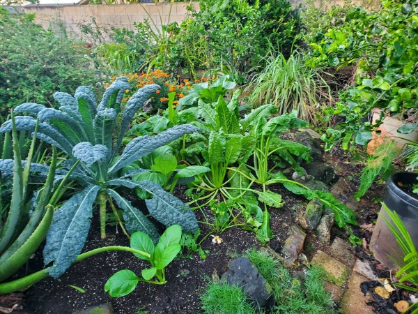 The main garden: Lacinato and Curly vates kale,  bok choy, komatsuna, perpetual spinach, Bonanza marigolds, Jamaican oregano, Thai basil, culantro, Right stuff pepper, Italian parsley, Romaine lettuce, Detroit dark red beets, Tokyo long green onions