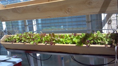 2014-03-31lettuce2.jpg