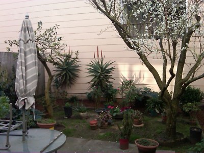 Aloe plants flowering.jpg