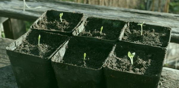 RhubarbSeedlings2.JPG