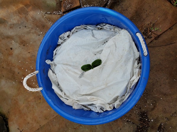 Tigress zucchini in 18 gallon pot