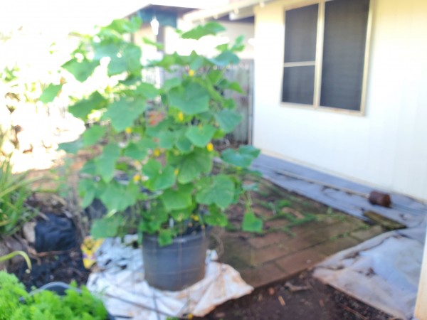 3 summer dance cucumbers in an 18 gallon pot on my permanent trellis.