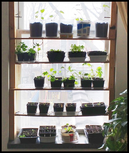 Window seedlings detail.jpg