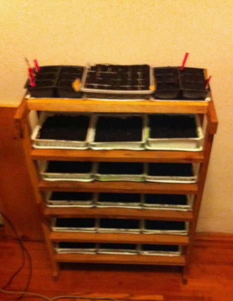 Seedling trays in shoe rack.JPG