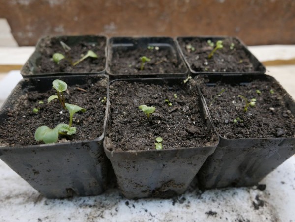 Rhubarb seedlings recovery.JPG