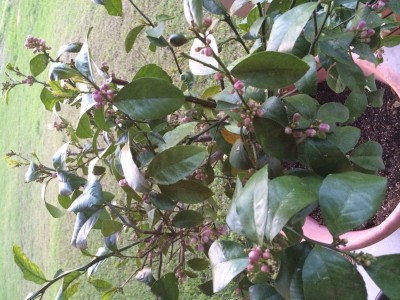 Tree on patio in planter