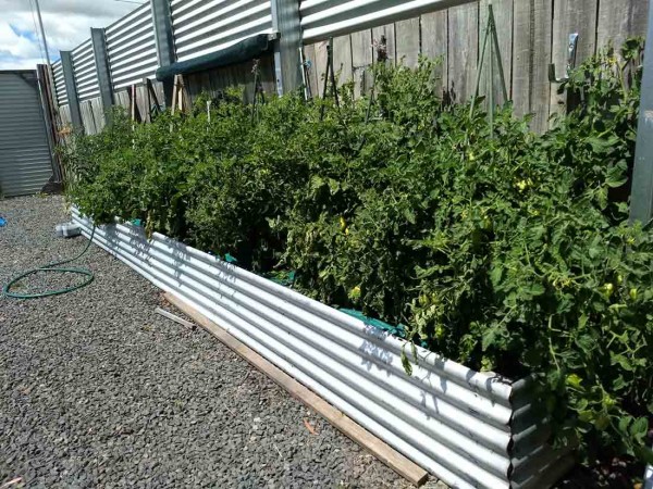 Roma and Black Russian tomatoes growing with weed matting on top of soil.