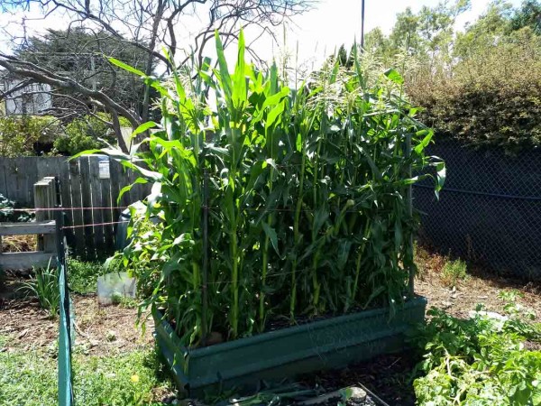 Two plantings of corn. Interestingly the second planting has almost caught up with first. So much for staggered harvesting.