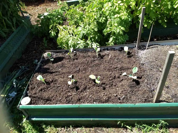 Just planted cauliflower seedings. Dog dug them all up later that day but replanted them and they’re still thriving.