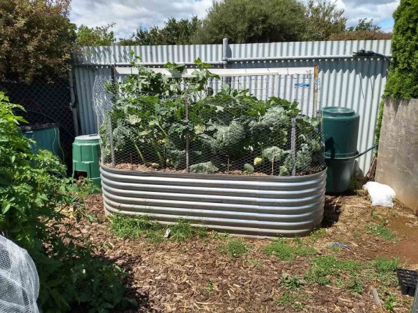 Zuccini at front, cucumbers behind. This single bed is supplying three households.