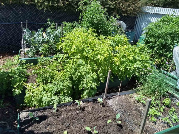 Dutch cream &amp; Red Morlend potatoes. Capsicum, Broccoli and Black Russian tomatoes behind.