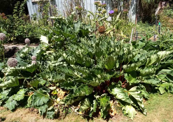 Rhubarb in foreground, artichokes behind, comfrey to right none of which the rabbits want to eat YAY!