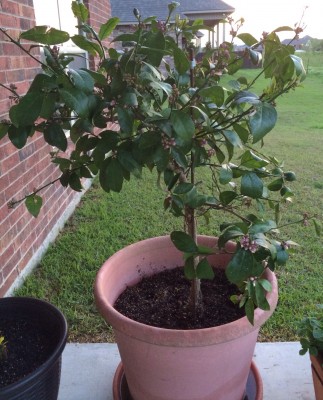 Planter on patio