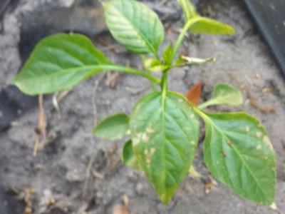 20140403_184314-1-1.jpg