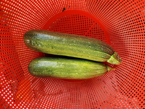 close up of Tigress zucchini