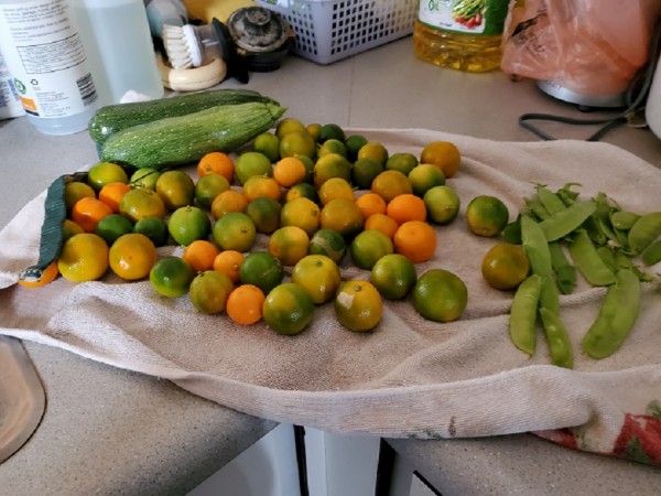 Zucchini, calamondin,and snow peas.
