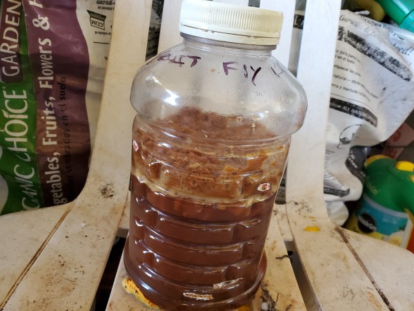 Fruit fly bait fermented for 5 days