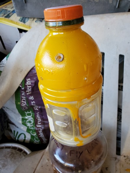 holes in fruit fly trap and painted yellow to attract flies