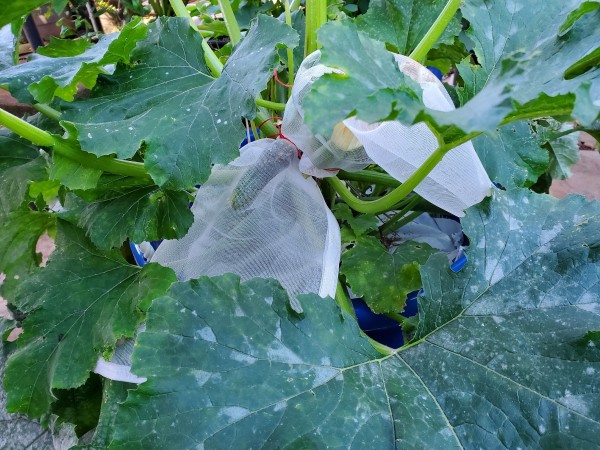 bagged Tigress zucchini