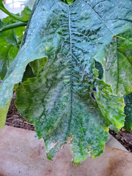 Too many days of rain. Mildew on lower leaves of Tigress