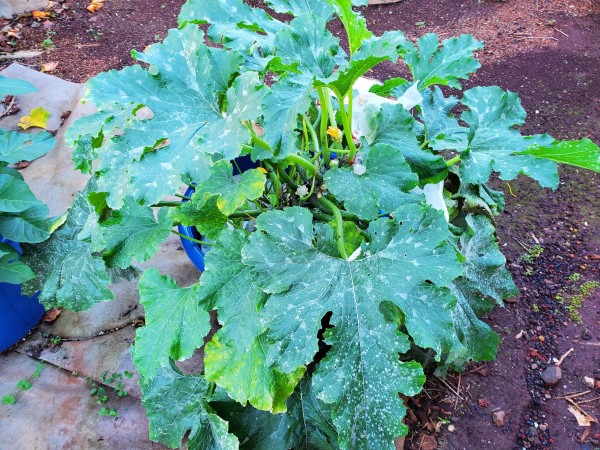 Tigress zucchini.