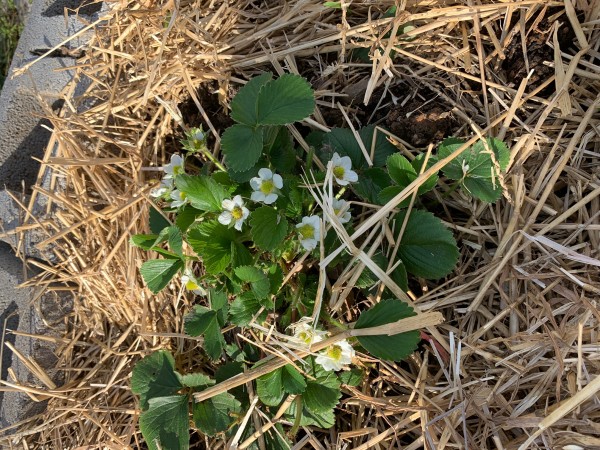 Strawberry plant 3-21-21.JPG