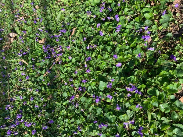 violets 3-21-21.JPG