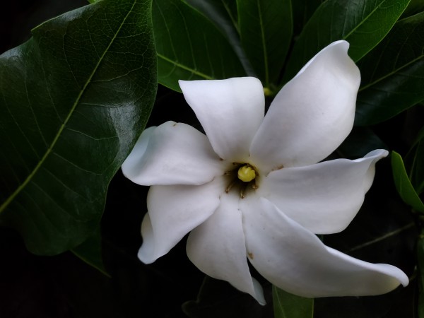 Tree gardenia flower