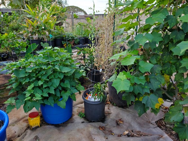 sweet potato in blue container.  snow peas on trellis and other potted plants.  Hibiscus to the right is H. mutabilis.