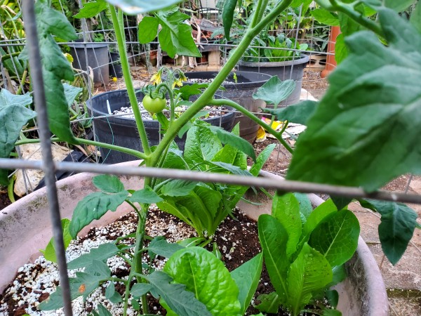 two camaro tomato plants each have one tiny tomato.  Romaine lettuce underplanted in the 18 gallon container