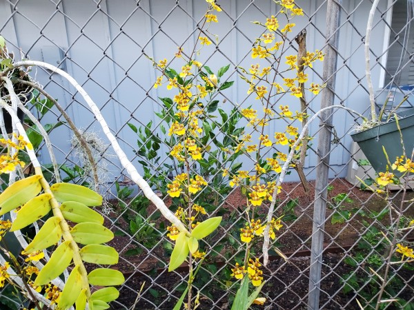 onc. sphaceolatum. aka &quot;popcorn orchid&quot; blooming a month early.