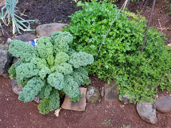 SE section of the main garden is about 5 ft x 3 ft.  I have four kinds of plants here.  Blue vates kale, Italian parsley, culantro, and Thai Queen basil.  In this natural state they are planted too close.  I will have to do some trimming to open it up more