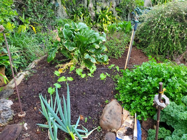 main garden facing north Shimonita leeks, contender beans, komatsuna , Thai basil, perpetual spinach in the back and the shrub is Jamaican oregano