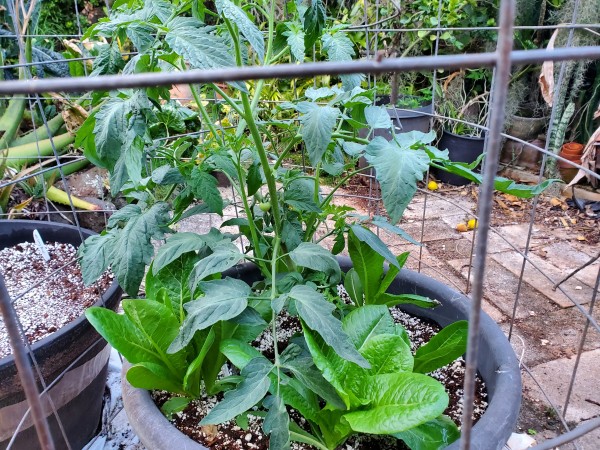 camaro tomato under planted with cos romaine