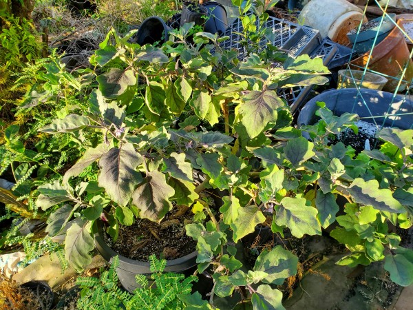 pintung long eggplant