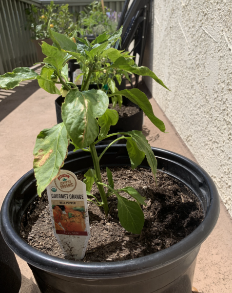 Orange Bell Peppers