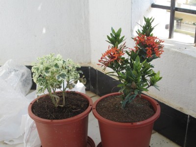Aralia and orange Ixora