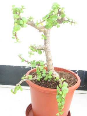 Jade plant