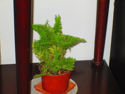 Boston Fern